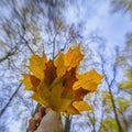 Maple leaf bouquet in hand. Blue sky and high trees in background. Fall foliage concept. Natural background. Royalty Free Stock Photo