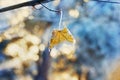 Maple leaf on a branch covered with hoarfrost, frost or rime in winter day