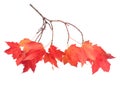 A maple leaf branch Royalty Free Stock Photo