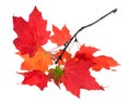 A maple leaf branch Royalty Free Stock Photo