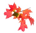 A maple leaf branch Royalty Free Stock Photo