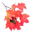 A maple leaf branch Royalty Free Stock Photo