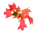 A maple leaf branch