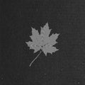 Maple leaf on cardboard texture. autumn concept