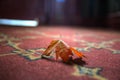 Maple Leaf on Carpet