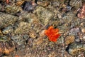 Maple Leaf in clear water Royalty Free Stock Photo