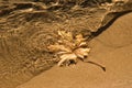 maple leaf clear water sand Royalty Free Stock Photo