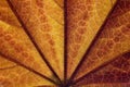 Maple leaf close up Royalty Free Stock Photo