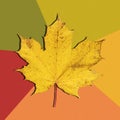 Maple leaf close-up on a multicolor background. One yellow maple leaf. Bright autumn background Royalty Free Stock Photo