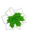 Maple leaf collage