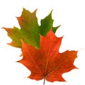 Maple leaf color in fall Royalty Free Stock Photo