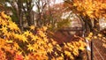 Maple leaf colorful in autumn travel in japan