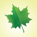 Maple leaf on colorful background. Royalty Free Stock Photo
