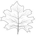 Maple leaf for concept design. September fall. Decoration element. Autumn background. Canada symbol maple leaf Royalty Free Stock Photo