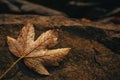 Maple leaf is covered with drops of dew on a stone. Autumn background. Royalty Free Stock Photo