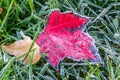 Maple Leaf Covered in Frost