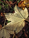 Maple leaf covered with frost after frost, frost on plants