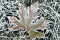 Maple leaf covered with ice crystal