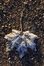 Maple leaf covered with ice crystals Royalty Free Stock Photo