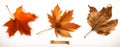Maple leaf. 3d vector icons Royalty Free Stock Photo