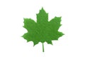 Maple leaf, Royalty Free Stock Photo