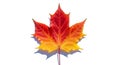 Maple leaf displaying vibrant fall colors, predominantly red with a gradient to yellow near the Royalty Free Stock Photo