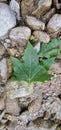 maple leaf on rocks Royalty Free Stock Photo