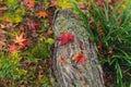 Maple leaf drop rainforest ground in autumn