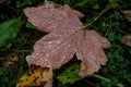 maple leaf in drops of water in the autumn forest Royalty Free Stock Photo