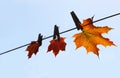Maple leaf drying Royalty Free Stock Photo