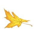 Maple Leaf