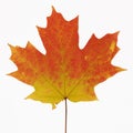 Maple leaf in Fall color. Royalty Free Stock Photo