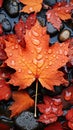 Maple leaf fall colors with water droplets Royalty Free Stock Photo