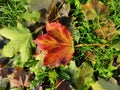 maple leaf in fall season