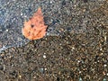 Maple leaf fall to the stream with pebble Royalty Free Stock Photo