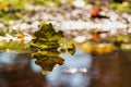 Maple leaf fallen into the water. His image is reflected on the surface. The photo has a nice bokeh Royalty Free Stock Photo