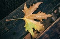 Maple leaf fallen on a wooden bench at autumn Royalty Free Stock Photo