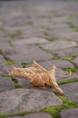 Maple leaf falling in the cobblestone in the street Royalty Free Stock Photo