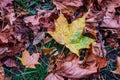 maple leaf falls to the ground. Beautiful autumn fallen leaves on a background of green grass Royalty Free Stock Photo