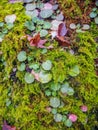Maple leaf on fern Royalty Free Stock Photo