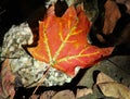 Maple Leaf