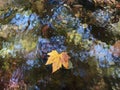 Maple leaf floating on clear river Royalty Free Stock Photo