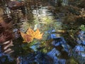 Maple leaf floating in Colorful water Royalty Free Stock Photo