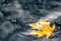 Maple leaf floating in the ocean on Salt Spring Island, BC Canada Royalty Free Stock Photo