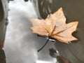 Maple leaf floating on a water puddle Royalty Free Stock Photo