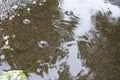 The maple leaf floats in a pool. Royalty Free Stock Photo