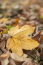 Maple leaf on the floor in the forest Royalty Free Stock Photo