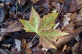 Maple Leaf on forest floor Royalty Free Stock Photo