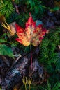 Maple leaf on the forest floor Royalty Free Stock Photo