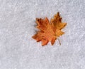 Maple leaf on fresh snow